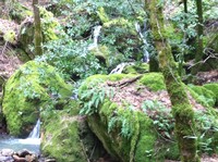 Mount Veeder Waterfall